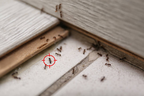 Best Commercial Pest Control Services  in Redland, TX