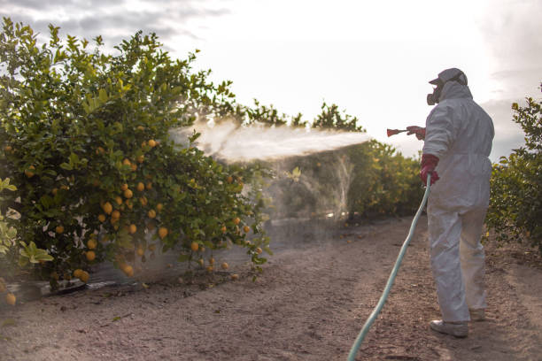 Reliable Redland, TX Pest Control Solutions