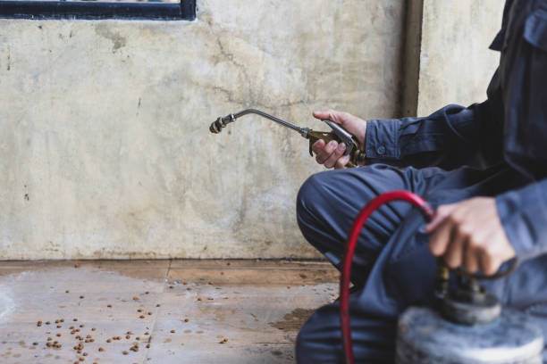 Best Local Pest Control Services  in Redland, TX